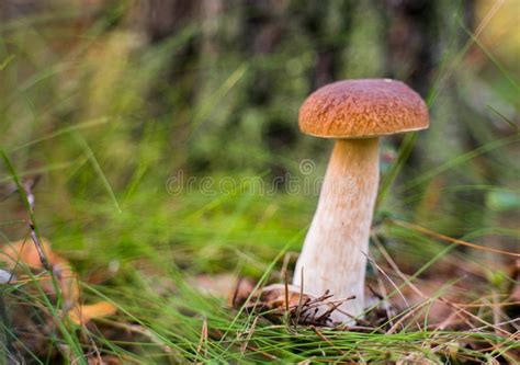 Boletus Edulis Beautiful Edible Mushrooms Growing In Natural Forest