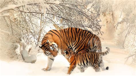 Wallpaper Nature Snow Winter Tiger Wildlife Big Cats Baby