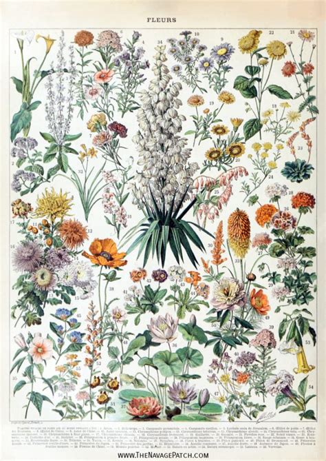 Amazing Free Vintage Botanical Prints The Navage Patch