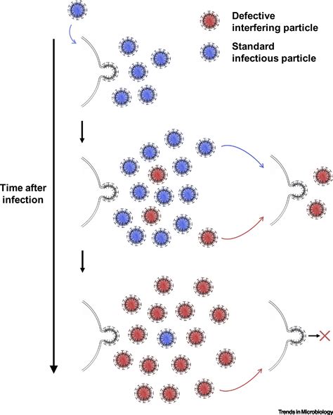 Defective Interfering Particles Of Negative Strand Rna Viruses Trends In Microbiology
