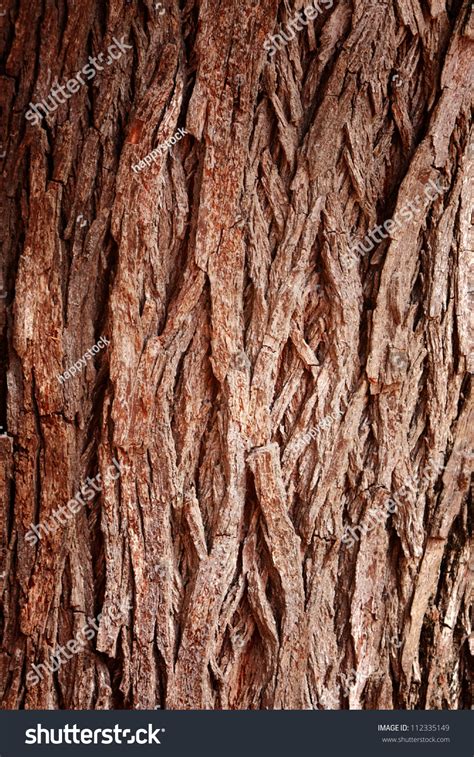 Bark Tree Texture Full Frame In Nature Stock Photo