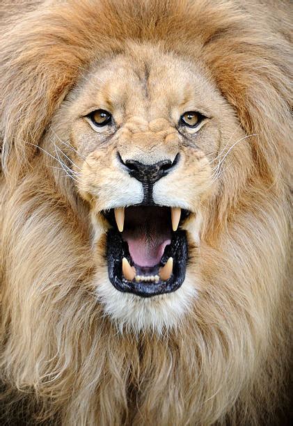 Royalty Free Lion Pictures Images And Stock Photos Istock
