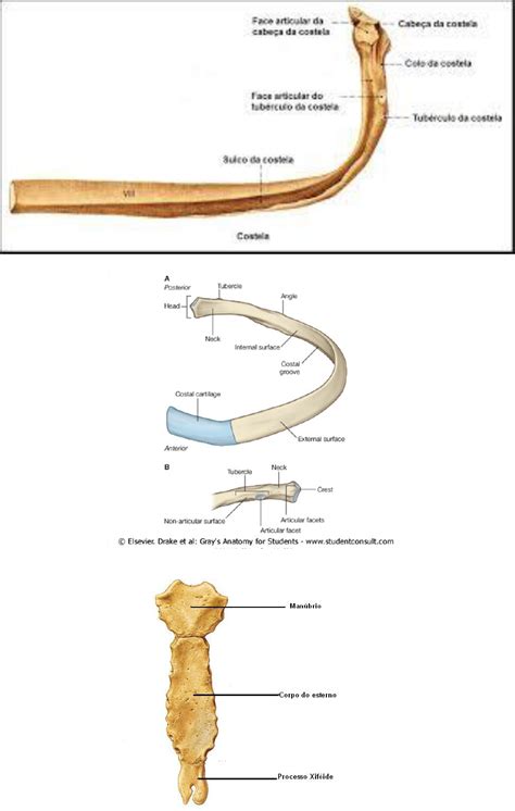 Costelas Anatomia I