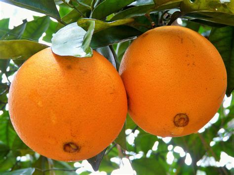 Navel Oranges A Photo On Flickriver