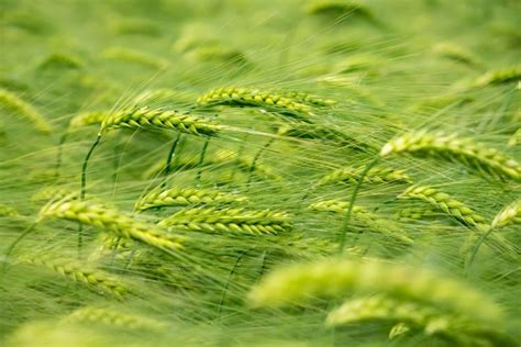 Wheat Plants Green Wallpapers Hd Desktop And Mobile Backgrounds