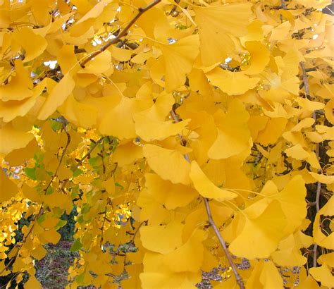 For centuries gingko has been cultivated in china, japan and korea, where trees exceed 100 feet in height and live up to 1,000 years. Fruit Trees - Home Gardening Apple, Cherry, Pear, Plum ...