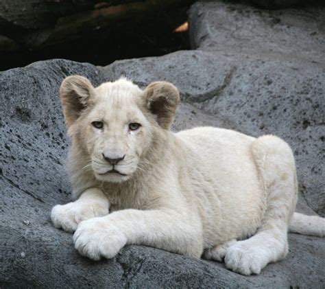 Male White Lion Cub Zoochat