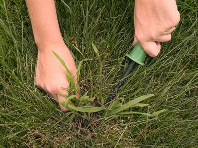 Particle size and uniformity the size of the granules should not be too large. Lawn Care Tips | Do It Yourself Tips and Advice
