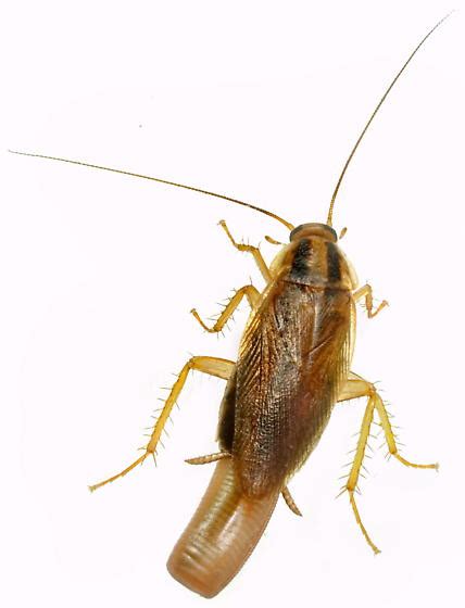 Blattella Germanica BugGuide Net