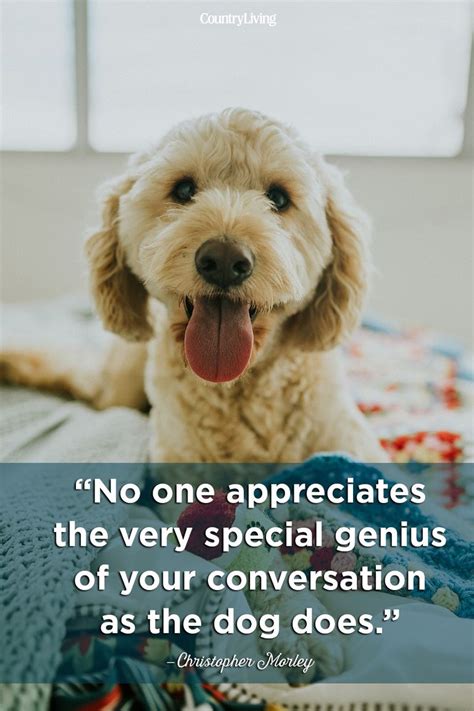 20 Cute Dog Love Quotes Puppy Sayings And Dog Best