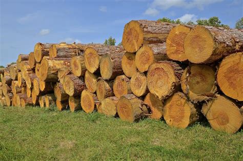 Stacked Cottonwood Firewood Stock Image Image Of Chord Wood 29983257