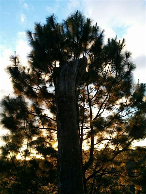 The Sun Is Setting Behind A Pine Tree