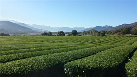Growing Green Tea In Victoria Australia · Tea Epicure
