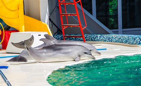 dolfinarium harderwijk wil minder dolfijnen