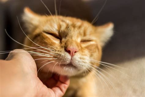 Could it be new cat litter or something else? Feline Chin Acne Possible Causes, Signs & Treatment