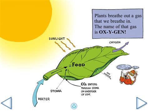 Diagram Photosynthesis For Kids
