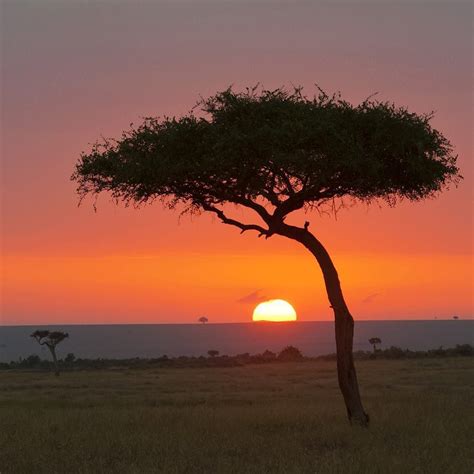 Watch A Savannah Sunset On An Unforgettable African Safari Beautiful