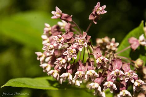 Weeds An Essay Of Wild Plants United Plant Savers