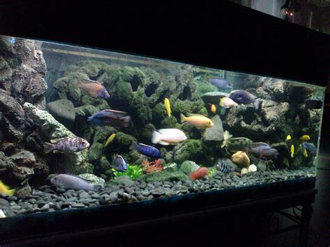 Aquarium Backgrounds Ideas Rin Aquarium Fish