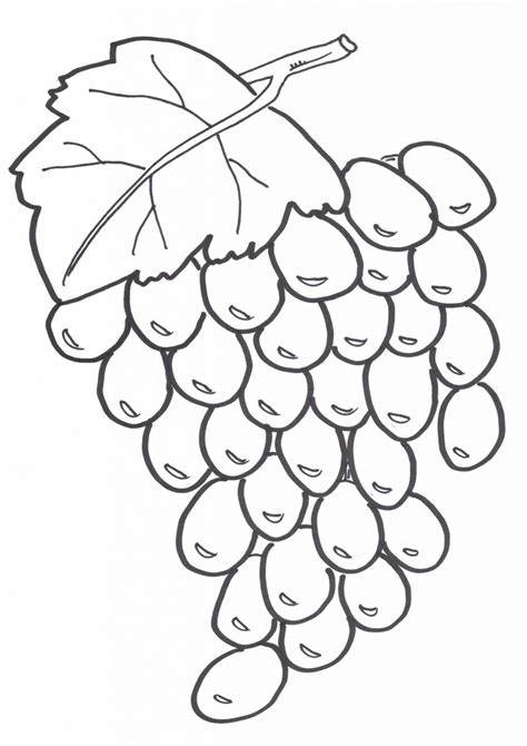 42 Gambar Sketsa Buah Anggur