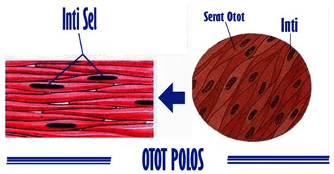 Maybe you would like to learn more about one of these? gambar struktur otot polos gambar struktur otot polos otot jantung dan otot polos