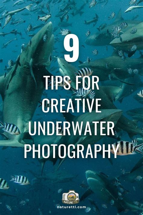 In This Underwater Photography Tutorial Youll Learn Tips For