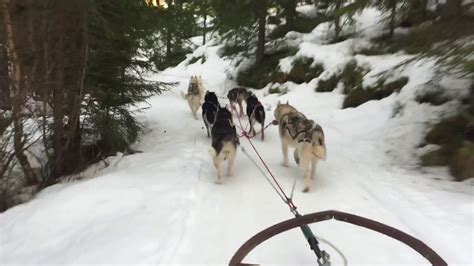 Dog Sledging In Sweden Youtube