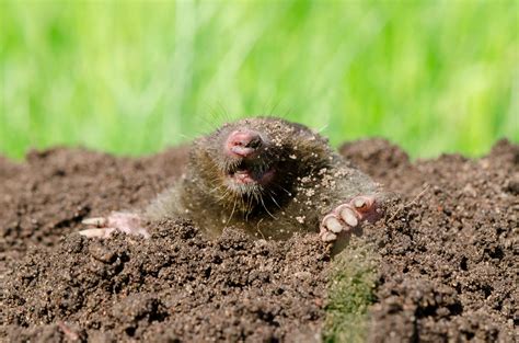 Moles And Lawn Damage What To Do • In Harmony Sustainable Landscapes