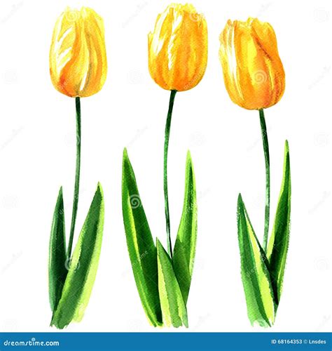 Yellow Tulips Isolated On White Watercolor Illustration Stock