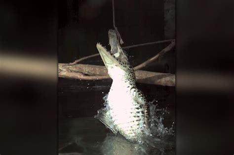 Worlds Deadliest Crocodile Attacks In Terrifying Slow Motion Video