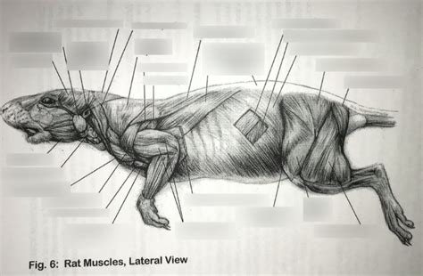 Rat Muscles Rear Diagram Quizlet