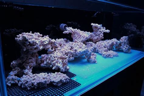 See more ideas about reef aquascaping, reef aquarium, reef tank. My fantasy reef - Reef Central Online Community | Reef ...