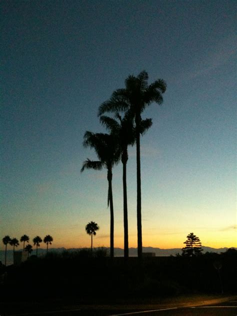 Triple Palm Trees Palm Trees Sunset Outdoor