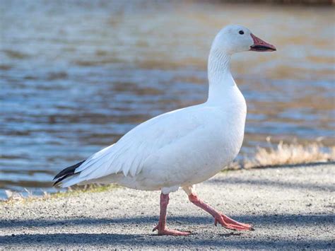 Snow Goose Profile Facts Color Migration Traits Bird Baron