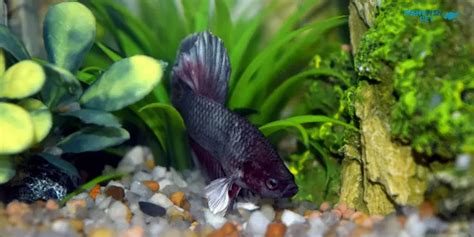 Fat Betta Fish A Care Guide For Overweight Bettas 2024