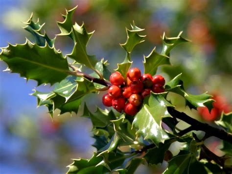 Holly Berries Poison Control