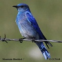 Mountain Bluebird (Sialia currucoides) - North American Birds - Birds ...