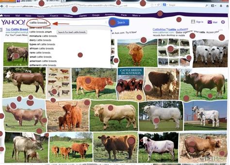 Pet & Animal: How to Identify Cattle Breeds