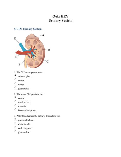 Collecting Duct Urinary System