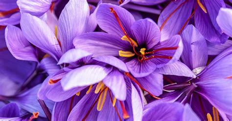 How To Grow Saffron Love The Garden