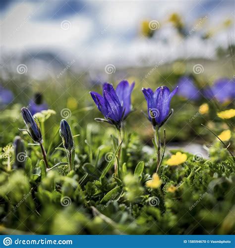 Blue Mountain Flowers Bloom In Green Grass Stock Photo Image Of