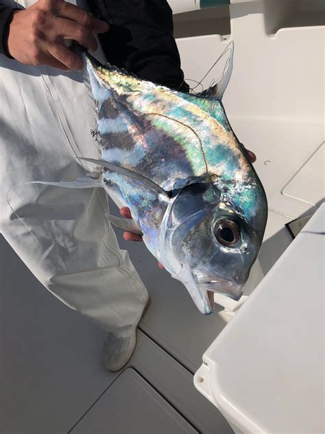 One Of The Coolest Fish Out There Baby African Pompano Was A Cool