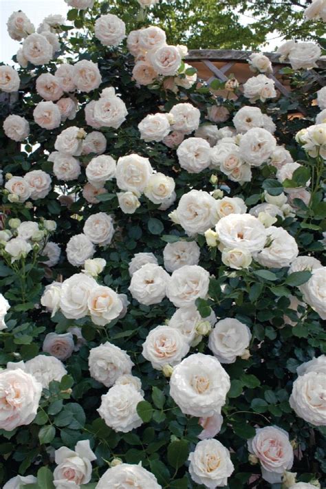 White Eden® Climbing Rose Rosa X Meiviowit Pp 16739 Monrovia Plant