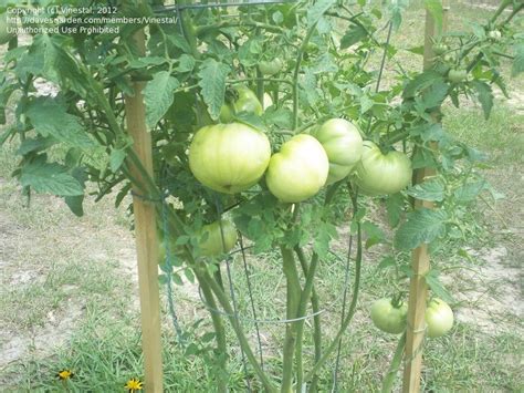 Plantfiles Pictures Tomato Taps Lycopersicon Lycopersicum 1 By