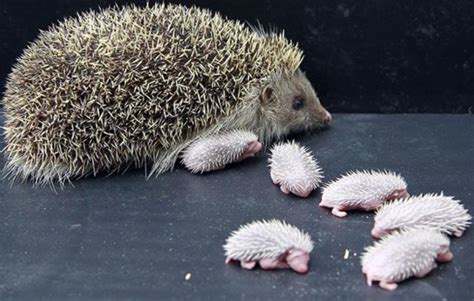 Newborn Hedgehogs Animales Bebés Fotos De Animales Bebé Animales
