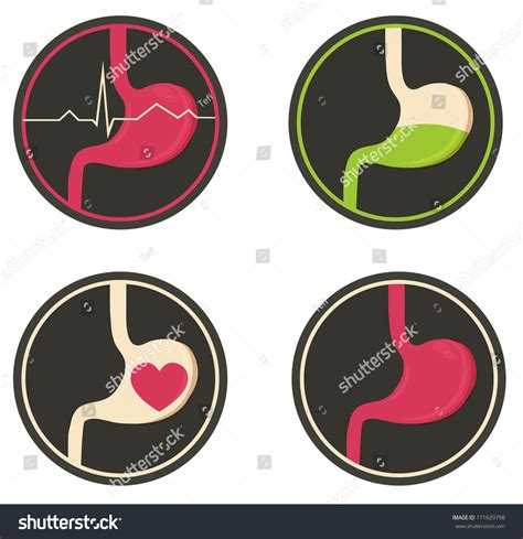 Human Stomach Simple Medical Illustration Bright Colors 171629798