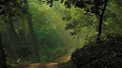 Beautiful India Music Forest Canopy Youtube