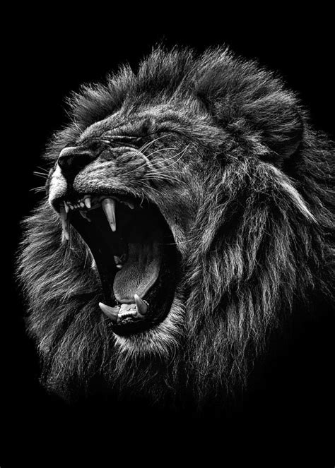 Angry Lion Black And White Poster By Mk Studio Displate Kucing