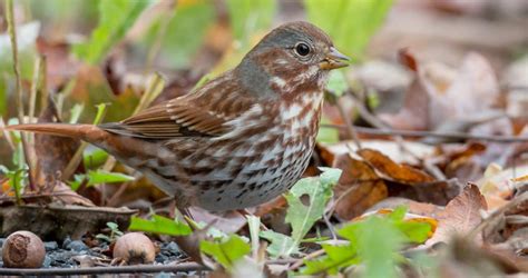 Fox Sparrow Identification All About Birds Cornell Lab