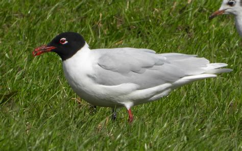 Mediterranean Gull By Martin Loftus Birdguides